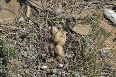 Oxytropis sobolevskajae