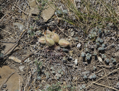 Oxytropis sobolevskajae