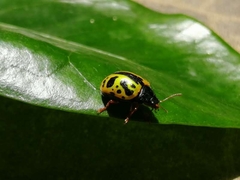 Calligrapha fulvipes