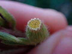 Erigeron laevigatus