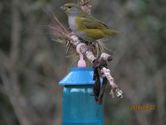 Euphonia pectoralis