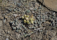 Oxytropis sobolevskajae