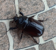 Strategus aloeus