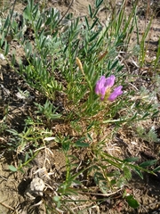 Astragalus laxmannii