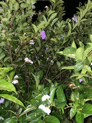 Brunfelsia