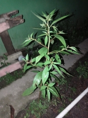 Croton bonplandianus