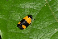 Sphenorhina discors