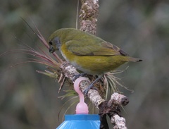 Euphonia pectoralis