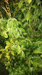 Acanthoideae