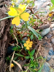 Ludwigia maritima