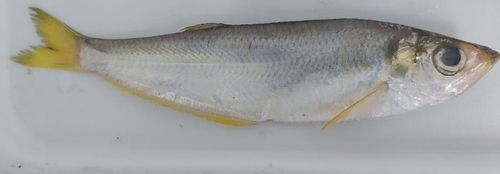 Yellowfin herring (Pliosteostoma lutipinnis) — Pristigasteridae — 3