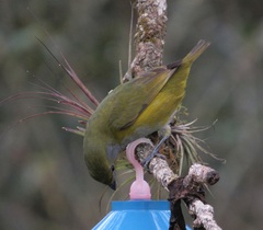 Euphonia pectoralis