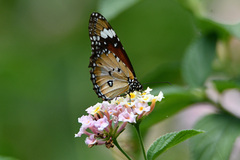 Danaus petilia