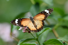 Danaus petilia