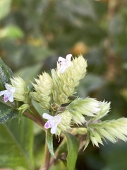 Lepidagathis formosensis