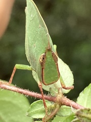 Teratodes monticollis