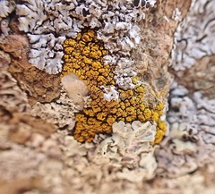 Candelariella rosulans