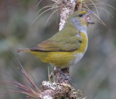 Euphonia pectoralis