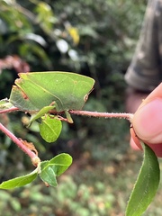 Teratodes monticollis
