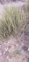 Ephedra