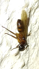 Camponotus atriceps