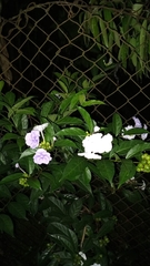 Brunfelsia