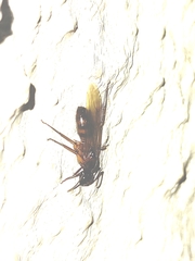 Camponotus atriceps