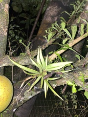Vandoideae