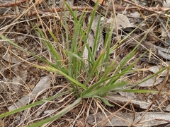 Nassella leucotricha