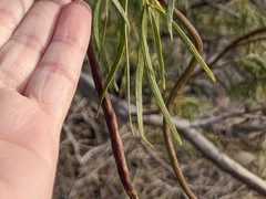 Chilopsis linearis arcuata