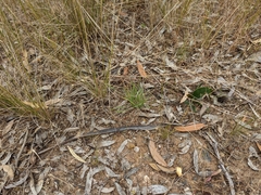 Nassella leucotricha