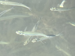 Atherinops affinis