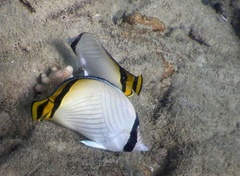 Chaetodon vagabundus