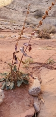 Penstemon palmeri