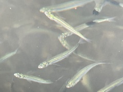 Atherinops affinis