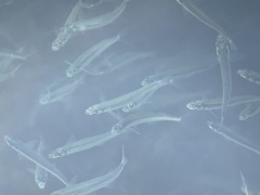 Atherinops affinis