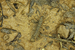 Allothereua maculata