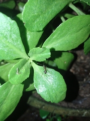 Formicinae