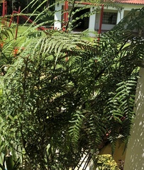 Pityrogramma calomelanos