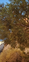 Juniperus