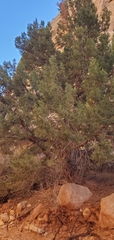 Juniperus