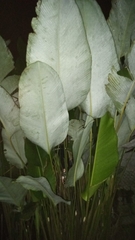 Calathea lutea