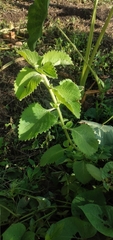 Coleus amboinicus