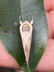 Westermannia argentea