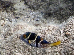 Canthigaster valentini