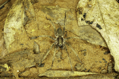 Mituliodon tarantulinus