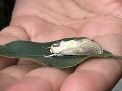 Westermannia argentea