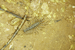 Allothereua maculata