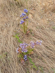 Limonium sinuatum