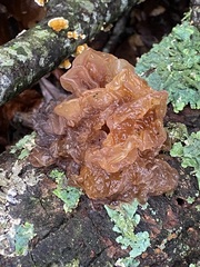 Phaeotremella foliacea